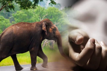 காட்டு யானை தாக்கியதில் 7 வயது சிறுமி உயிரிழப்பு