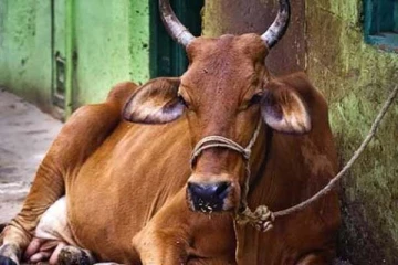 பசு மாட்டை துன்புறுத்திய இளைஞர்... தட்டிக்கேட்ட 17 வயது பெண்ணிற்கு ஏற்பட்ட துயரம்
