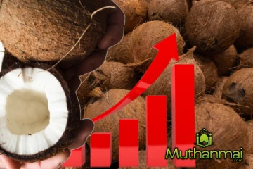 தேங்காய் விலையில் மீண்டும் அதிகரிப்பு..!