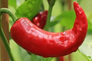 உலகிலேயே இந்த மிளகாய் தான் காரணமானதாம்... எங்கு விளைகிறது தெரியுமா?