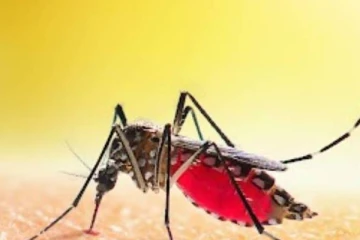 யாழில் அதிகரித்து வரும் டெங்கு பரவல்