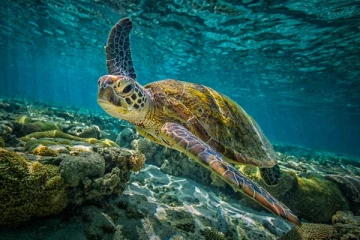 சட்டவிரோத மீன்பிடியில் கடல் வாழ் உயிரினங்களுக்கு ஏற்பட்டுள்ள ஆபத்து