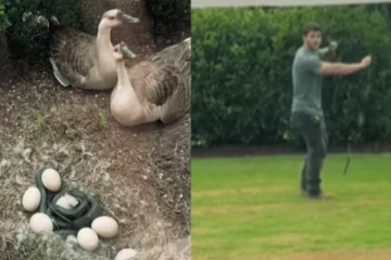 Viral Video: விஷமுள்ள பாம்பிடம் இருந்து வாத்து முட்டைகளை காப்பாற்றிய மனிதர்