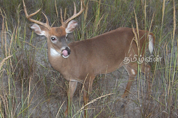 மான் தாக்கி விவசாயி உயிரிழப்பு – ஒருவர் படுகாயம் | Moose Attack One Killed