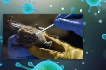 அதி தீவிரமாக பரவும் நிபா வைரஸ்! இந்த அறிகுறிகள் இருந்தா அலட்சியமாக இருக்காதீங்க