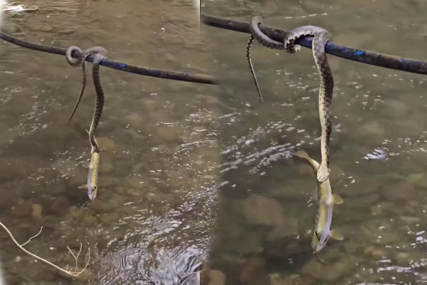 Viral Video: மீனுடன் அந்தரத்தில் தொங்கிய பாம்பு... கடைசியில் என்ன ஆச்சுனு தெரியுமா? | Snake Catch Fish But Fell Down