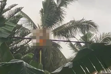 யாழில் பரபரப்பு சம்பவம்... திடீரென தீப்பற்றி எரிந்த தென்னை மரம்!