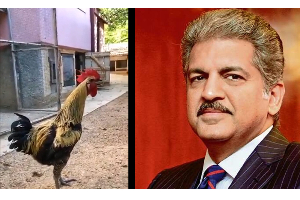 இது என்னுடைய சிக்னல் வொண்டர்பாக்ஸ்... சேவலின் வீடியோ பகிர்ந்து கதை சொன்ன ஆனந்த் மகேந்திரா - தமிழ்நாடு