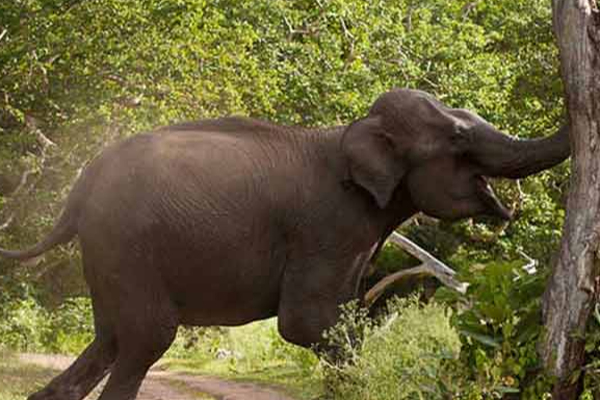 காட்டு யானைகளை விரட்ட மில்லியன் கணக்கில் செலவு | Millions Spent To Drive Out Wild Elephants காட்டு யானைகளை விரட்ட மில்லியன் கணக்கில் செலவு | Millions Spent To Drive Out Wild Elephants