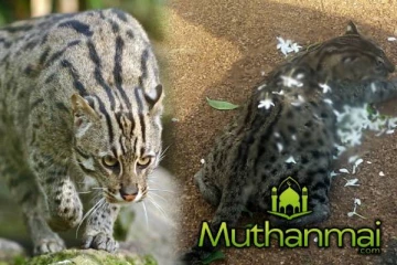 மட்டக்களப்பில் அரிய வகை புலி இறந்த நிலையில் மீட்பு