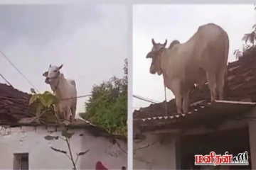 வைரல் காணொளி: வீட்டின் கூரை மேல் ஏறிய காளை - என்ன காரணம் தெரியுமா?