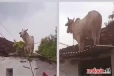 வைரல் காணொளி: வீட்டின் கூரை மேல் ஏறிய காளை - என்ன காரணம் தெரியுமா?