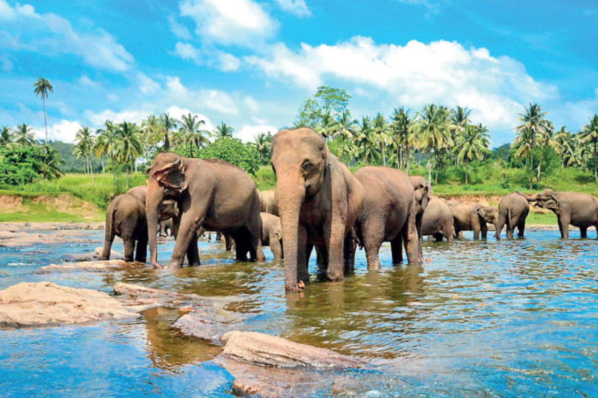 1.8 மில்லியனைத் தாண்டிய சுற்றுலாப் பயணிகளின் வருகை | Srilankan Tourist 1 8Million Income 1.8 மில்லியனைத் தாண்டிய சுற்றுலாப் பயணிகளின் வருகை | Srilankan Tourist 1 8Million Income