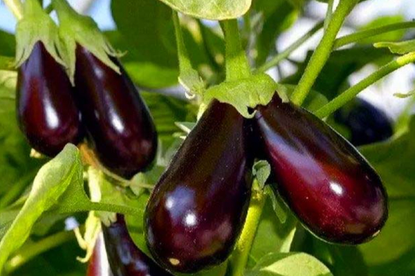 மறந்தும் இந்த காய்கறிகளை பச்சையாக சாப்பிடாதீங்க! பாரிய பிரச்சினையை சந்திப்பீங்க | Raw Vegetable Eating Avoid Health Danger