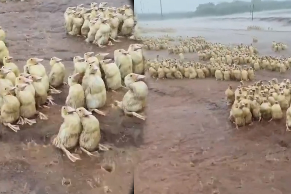 Viral VIdeo: கொட்டும் மழையில் நனையும் ஆயிரக்கணக்கான வாத்துகள் | Ducks Stand In The Rain Viral Video