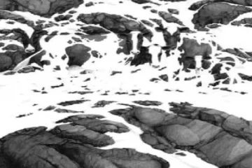 Optical illusion: இந்த படத்தில் எத்தனை மாடுகள் உங்கள் கண்களுக்கு தெரிகிறது?