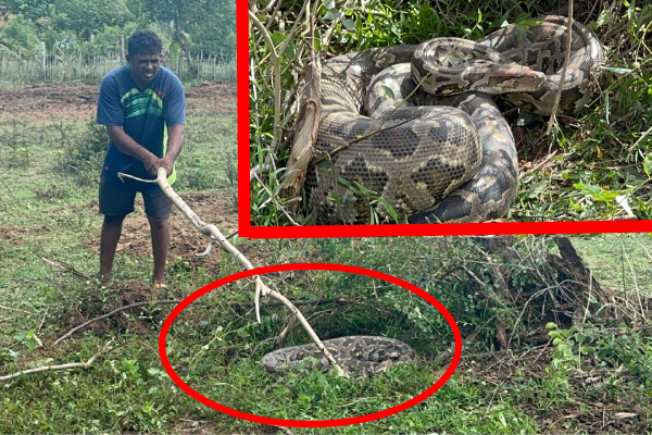முல்லைத்தீவில் அழையா விருந்தாளியால் பரபரப்பு; மக்கள் அச்சம்! | Bis Snake In Mullaitivu Uninvited Guest