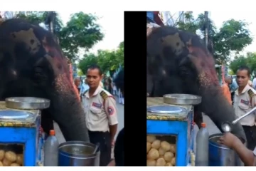 ரசத்த ஊத்துப்பா... பானிபூரியை ருசித்து, ருசித்து சாப்பிட்ட யானை - வைரலாகும் வீடியோ