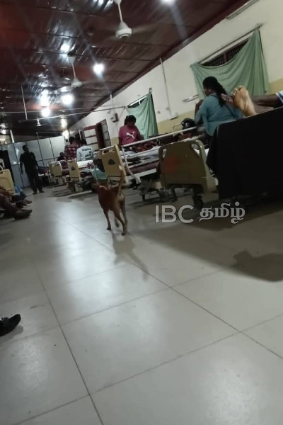 யாழ் போதனாவில் அனைவரையும் வியப்படைய வைத்த வளர்ப்பு நாய்: இடம்பெற்ற நெகிழச்சியான சம்பவம் | Rare Dog Owner Bond Seen In Jaffna Hospital