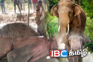 முடிவுக்கு வந்த பாத்திய யானையின் வாழ்க்கை! இலங்கை சுற்றுலாத்துறையின் முக்கிய அடையாளம்