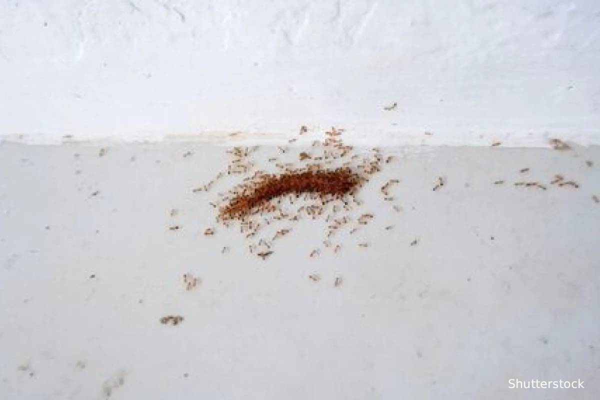 தெற்கு பிரான்சில் பரவும் மின்சார எறும்புகள்: கவலையை உருவாக்கிவரும் விடயம் | New Outbreak Of Electric Ants In Southern France