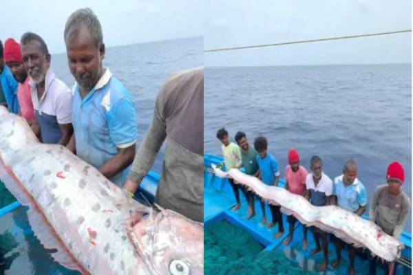பேரழிவுக்கான அறிகுறி..! பாம்பனில் கரை ஒதுங்கிய அரிய வகை மீன் | Mysterious Oarfish Doomsday Fish Caught Tamil Nadu