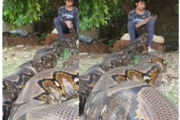 ராட்சத எடையுடன் அசைந்து வரும் மலைப்பாம்பு - கொஞ்சி விளைடாடும் சிறுமி! அதிர வைத்த காட்சி