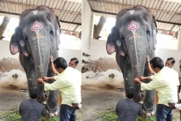 திருச்செந்தூர் கோயிலில் பரபரப்பு.., பழம் கொடுக்க வந்தபோது யானை மிதித்து 2 பேர் உயிரிழப்பு