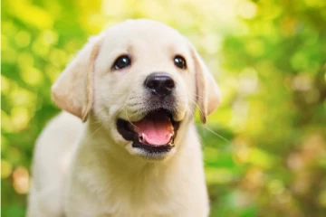 நாயை பாலியல் துஷ்பிரயோகம் செய்த ஜனாதிபதியின் ஆலோசகர்!