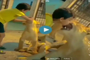 சிங்கத்துடன் விளையாட்டு! அதிர்ச்சியில் உறைய வைக்கும் திக் திக் வீடியோ காட்சிகள்