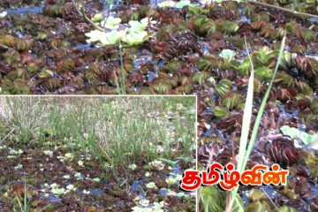 நீர்க்களைகளால் பாதிப்பைடையும் மீன்பிடித்தொழிலாளர்கள்