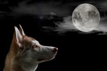 இரவில் நாய் சத்தமிடுவதற்கான காரணம் என்ன தெரியுமா?