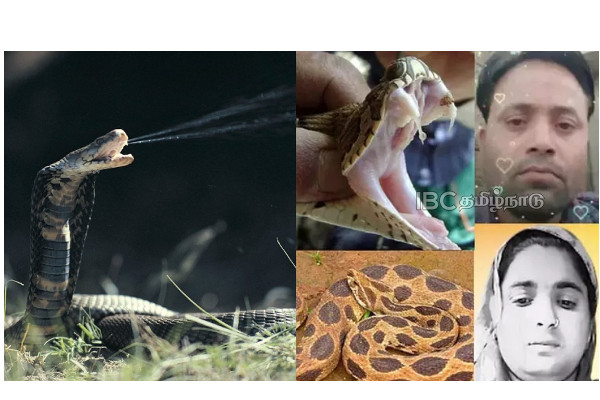 madhya-pradesh-husband-threw-the-poisonous-snake