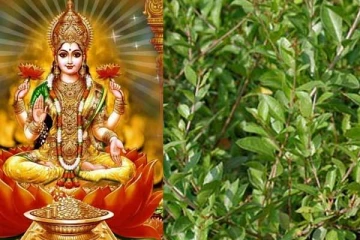 Vastu Tips: வீட்டில் மருதாணி செடியை வளர்க்கலாமா?