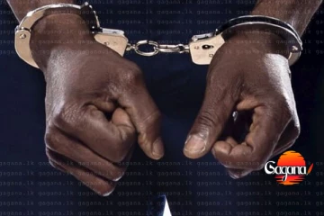 පිටිපන කොත්තුවා අත්අඩංගුවට