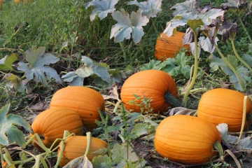 பூசணி பயிர் செய்து 17 இலட்சம் ரூபாவைப் பெற்றுக் கொண்ட இலங்கையர்