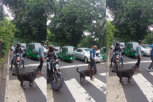 பரபரப்பான சூழலிலும் ஊனமுற்ற நாய்க்கு உதவிய நபர் - வைரலாகும் காணொளி | Man Helps Disabled Dog Video Goes Viral பரபரப்பான சூழலிலும் ஊனமுற்ற நாய்க்கு உதவிய நபர் - வைரலாகும் காணொளி | Man Helps Disabled Dog Video Goes Viral