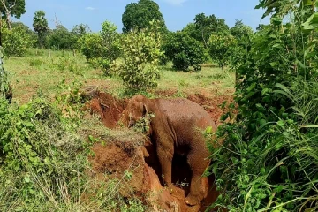 முல்லைத்தீவில் கிணற்றிற்குள் வீழ்ந்த காட்டுயானை