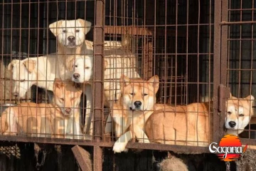 ආයේ කන්න සුනඛ මස් අලෙවි කරන්න බෑ, දකුණු කොරියාවට තහනමක්