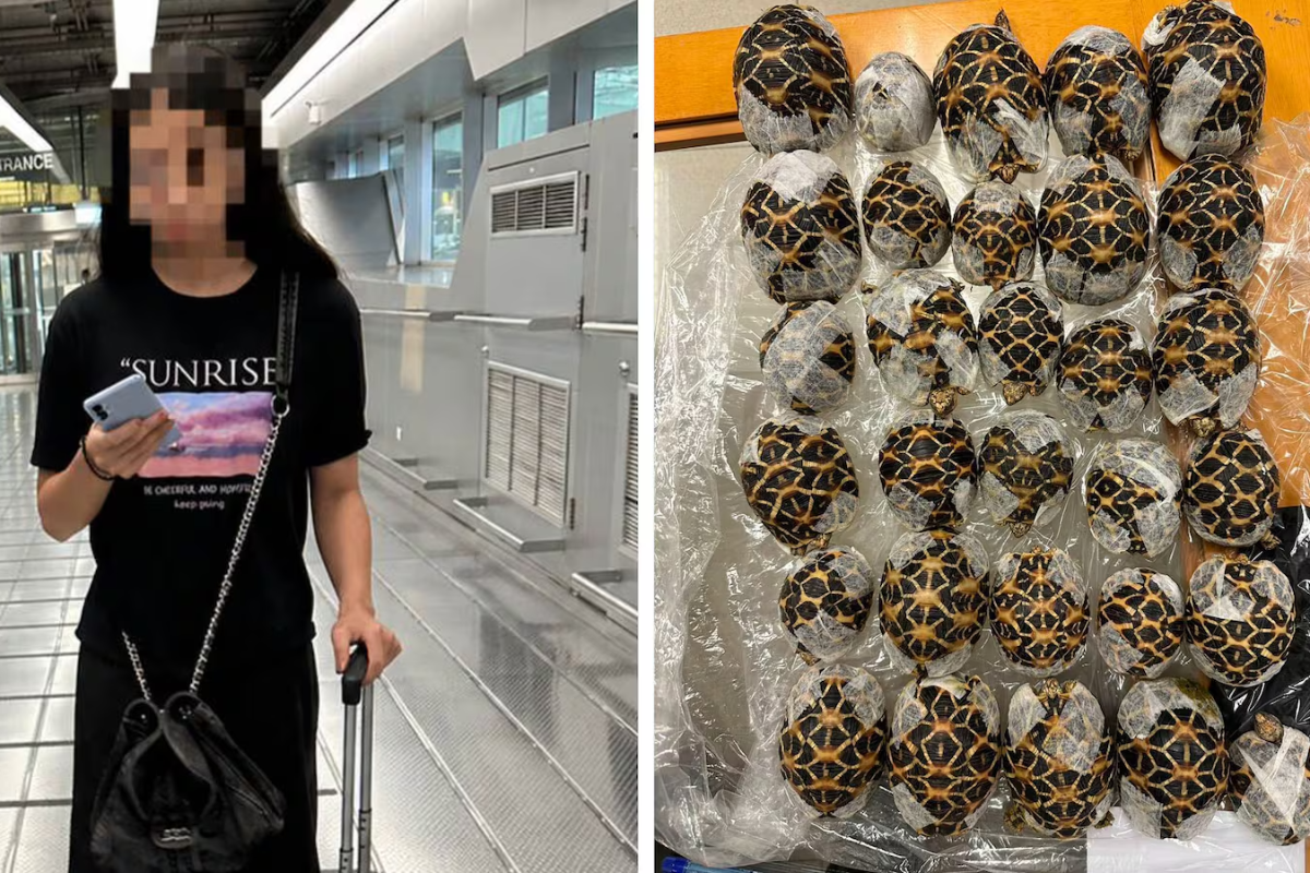 ஆடையில் மறைத்து 30 ஆமைகளை கடத்திய இளம்பெண் கைது | Een With 30 Tortoises Under Clothes Nabbed