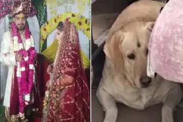 நாய் மீது கருணை காட்டவில்லை; திருமணத்தை நிறுத்திய மணப்பெண்!