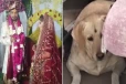 நாய் மீது கருணை காட்டவில்லை; திருமணத்தை நிறுத்திய மணப்பெண்!