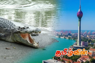 கொழும்பிலும் புறநகர் கரையோரங்களில் முதலை அச்சுறுத்தல்