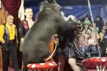 சர்க்கஸில் வித்தைக் காட்டியப் பெண்ணை தாக்கிய கரடி!