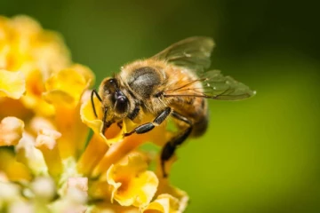 அரை மணி நேரமாக துரத்தித் துரத்திக் கொட்டிய தேனீக்கள்: பிரான்சில் 24 பேர் காயம்