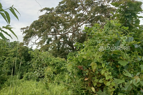 முல்லைத்தீவில் இப்படியொரு இடமா! மறக்கப்பட்ட வௌவால்வெளி | Mullaitivu Tourist Ariya Sri Lanka Tourism