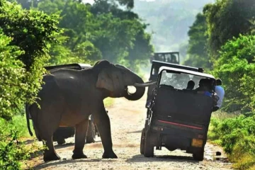 விலங்குகளை வேட்டையாடினால் முறையிட தொலைபேசி இலக்கம்