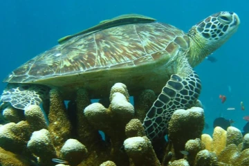 ஆமைக்கறி சாப்பிட்ட 8 குழந்தைகள் உயிரிழப்பு; அதிர்ச்சியை ஏற்படுத்திய சம்பவம்