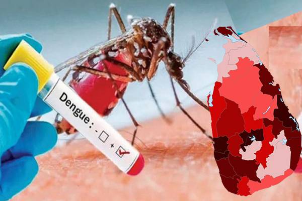 இலங்கையில் 2023 இல் மட்டும் 61,000 டெங்கு வழக்குகள் பதிவு | 61 000 Cases Dengue Reported In Sri Lanka In 2023