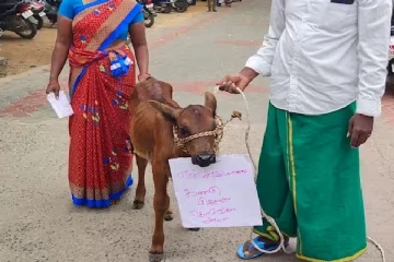 என் அம்மாவை கண்டுபிடிச்சு கொடுங்க : மனு கொடுக்க வந்த கன்றுக்குட்டி